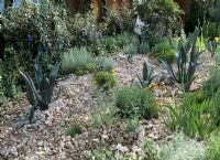 Succulents and cacti with crushed rock mulch