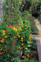 Tropaeolum and Lathyrus in container supported by willow wigwam - Chelsea FS - You magazine and Yardley