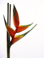 Heliconia 'Pinky Peach' - Lobster Claw