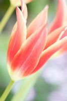 Tulipa - Red Florists tulips
