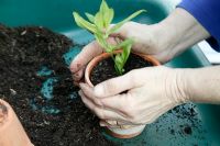 Potting up Penstemon 'Blueberry Fudge' plug plant - Settling the compost