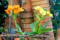 Ornithogalum dubium - Orange and Yellow in wire basket with Terracotta pots