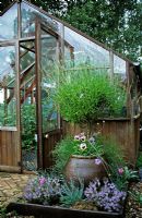 Greenhouse with standard Lavandula and Viola - The Lucy Redman School of Garden Design, Suffolk