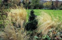 Stipa tenuissima on either side of spiral Buxus topiary - The Lucy Redman School of Garden Design, Suffolk