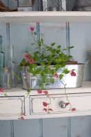 Diascia 'Red Cascade' in galvanised planter on dresser
