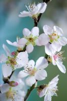 Prunus dulcis - Almond blossom