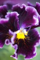 Viola - Double pansy