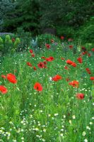 Papaver rhoeas in the Wildflower Meadow at Knoll Gardens