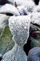 Salvia officinalis 'Purpurascens' - Purple sage with frosted leaves

 