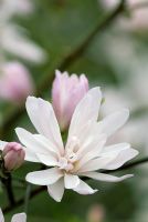 Magnolia stellata 'Chrysanthemiflora'