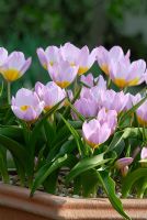 Tulipa saxatalis Bakeri Group 'Lilac Wonder' flowering in a terracotta container