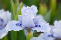 Dwarf Bearded Iris 'Bedford Lilac'