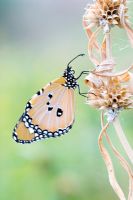 Plain Tiger butterfly on cereal crop taken in Southern India