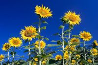 Helianthus - Sunflower field against blue sky taken in Southern India