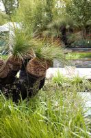 Xanthorrhoea preisii - Grass Tree in Fleming's Nurseries Australian Garden, Chelsea 2006 