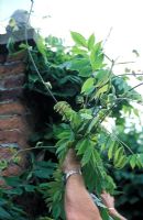 Pruning long tendrils of Wisteria sinensis after flowering in summer
