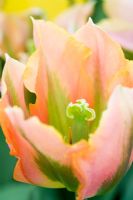 Tulipa 'Artist'