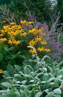 Nepeta fassenii 'Six Hills Giant' with Rudbeckia and Stachys