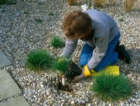 Planting Festuca glauca 'Elijah Blue' through a membrane and gravel 
