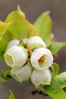 Vaccinium corymbosum 'Northland - Blueberry flowering in April