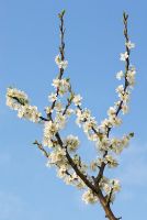 Prunus domestica Reine-Claude Group - Green Gage Group 'Old Green Gage' blossom 