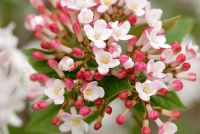 Viburnum x burkwoodii 'Mohawk' flowering in April