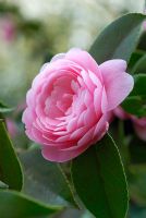 Camellia x williamsii 'E.G. Waterhouse' flowering in April