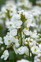 Arabis alpina subsp. caucasica 'Flore Pleno' AGM flowering in April