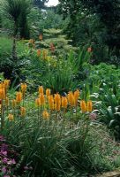 Kniphofia 'Bees Sunset' in raised border with Geranium, Phuopsis stylosa, Cordyline, Melianthus and Eryngium in sub tropical garden - Abbotsbury Gardens, near Weymouth