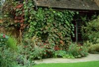 Garden shed with Vitis Brandt - Amberden Hall, Nr Saffron Walden