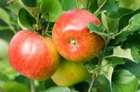 Apple 'Lord Lambourne' AGM - Dessert Apples
