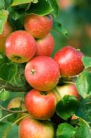 Malus 'Scarlet Crofton' - Dessert Apple