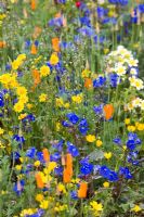 Eschscholzia, Anchusa 'Loddon Royalist', Anthemis and Madia elegans - Californian Wild Flowers in The Fetzer Sustainable Winery Garden, Chelsea 2007