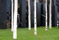 A copse of Betula utilis var. jacquemontii surrounded by black pillars in The Fleming's and Trailfinders Australian Garden at RHS Chelsea 2007