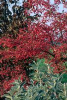 Euonymus europaeus 'Red Cascade'  