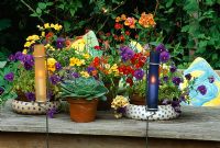 Candles in coloured glass tubes beside a group of summer containers on table planted with Nemesia, Viola and Echeverias