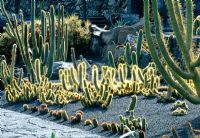 Backlit Trichocereus huascha cactus in The Jardin de Cactus, Lanzarote, Canary Islands