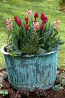 Spring container - copper verdigris tub with deep plum coloured Tulipa and pink Erysimum