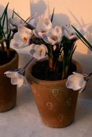 Terracotta pot by Jane Hogben on windowsill planted with Crocus crysanthus 'Prins Claus'