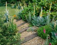Gravel 'river' with railway sleeper steps planted with Verbascum olympicum and Sisyrinchium striatum - Denmans Garden, Sussex