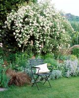 A place to sit - Wooden chair with cushion on the lawn with Rosa 'Rambling Rector' in full flower behind - The White House, Sussex