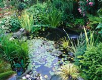 Wildlife pond with marble frog, Nymphaea, Irises and ferns - Shropshire 