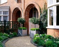 Shady front garden with clipped Laurus nobilis in silver wooden versailles tubs planted with dwarf Buxus. Dark green trellis, Buxus balls, ferns and Tulipa 'Boule de Neige'