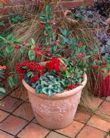Terracotta pot planted with Cotoneaster frigidus 'Cornubia', Gaultheria procumbens, Skimmia reevesiana and Cyclamen with hazelnut mulch