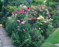 Border in garden with roses including the weeping standard Rosa 'Paul Transon' - Shropshire 