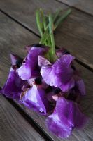 Freshly cut bearded iris - Ribbed purple standards with mottled reddy brown falls and black mark