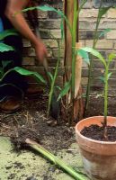 Removing and potting up offsets of Musa basjoo growing around base of older plant
