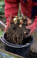 Clump of Cannas lifted for frost free winter storage
