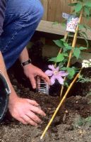 Planting a Clematis using plastic bottle buried beside plant to aid watering and a mulch to retain moisture