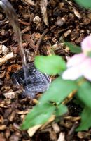 Plastic bottle buried beside clematis to aid watering